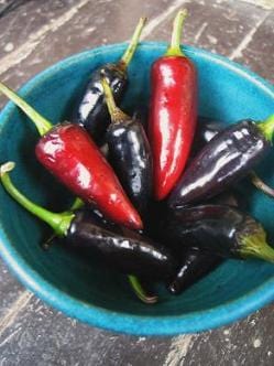 Czech Black Pepper Seeds - The Pepper Pantry (Formerly Marie Sharp's)